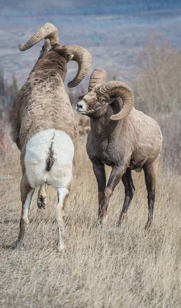 Bighorn Rams Rut — Stock Photo, Image