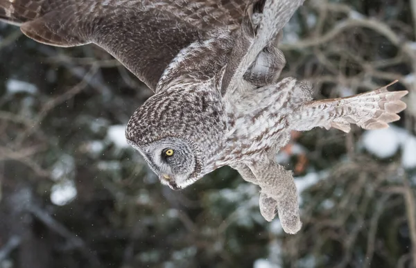 Grand Hibou Gris Dans Nature Sauvage Alberta Canada — Photo