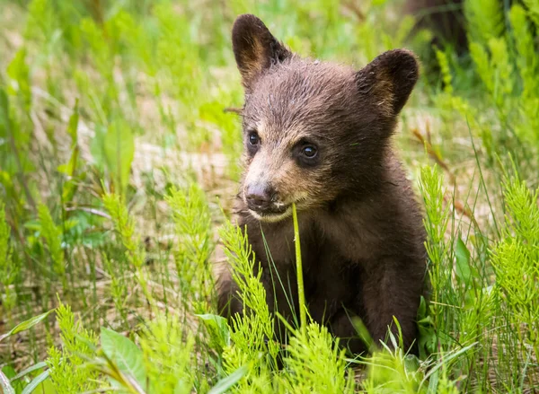 Schwarzbär Freier Wildbahn — Stockfoto