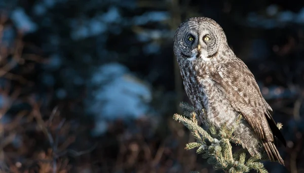 Grande Gufo Grigio Nella Natura Selvaggia Alberta Canada — Foto Stock