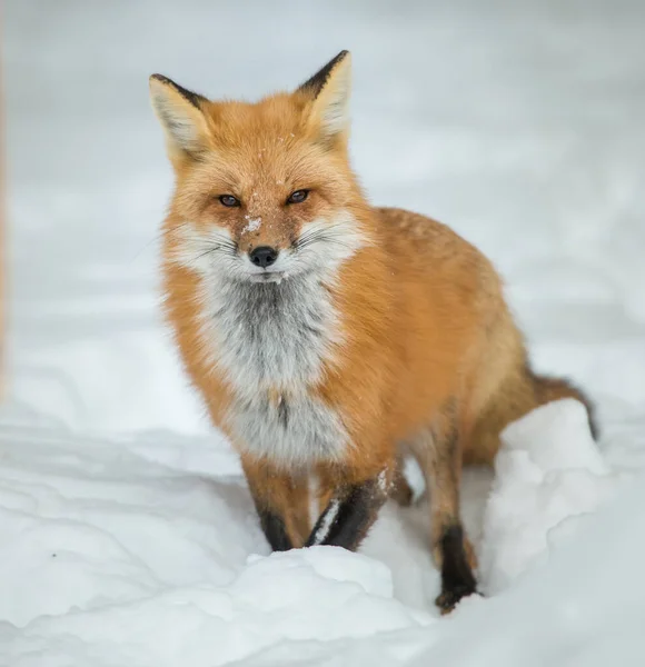 Renard Roux Dans Nature — Photo