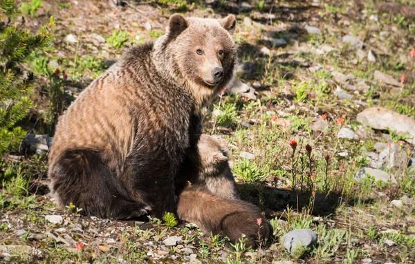 Grizzly Medve Vadonban — Stock Fotó