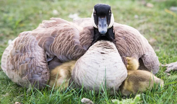 Canadá Goose Família Natureza — Fotografia de Stock