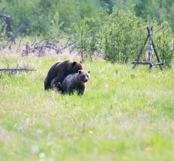 Grizzly Beer Het Wild — Stockfoto