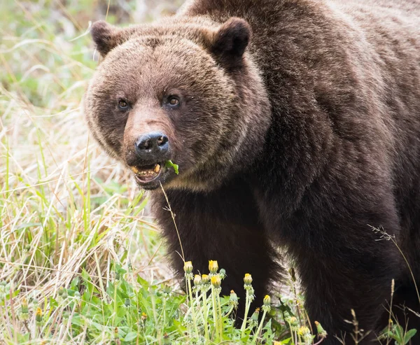 Oso Pardo Naturaleza — Foto de Stock