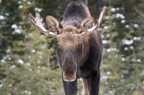 カナダのジャスパー国立公園の雄牛です — ストック写真