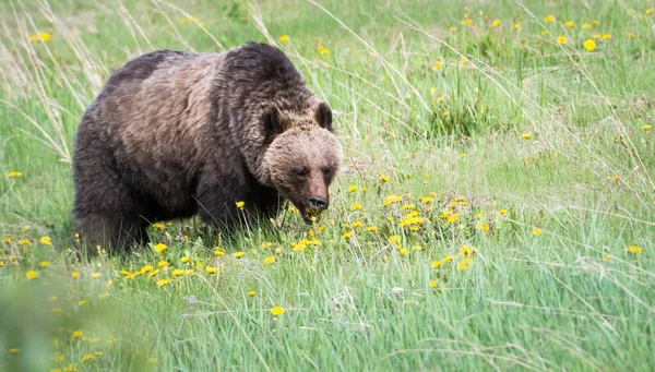 Urso Pardo Natureza — Fotografia de Stock