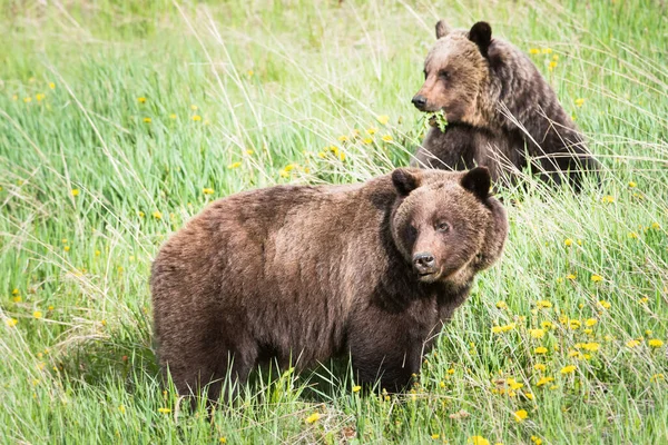 Grizzly Beer Het Wild — Stockfoto