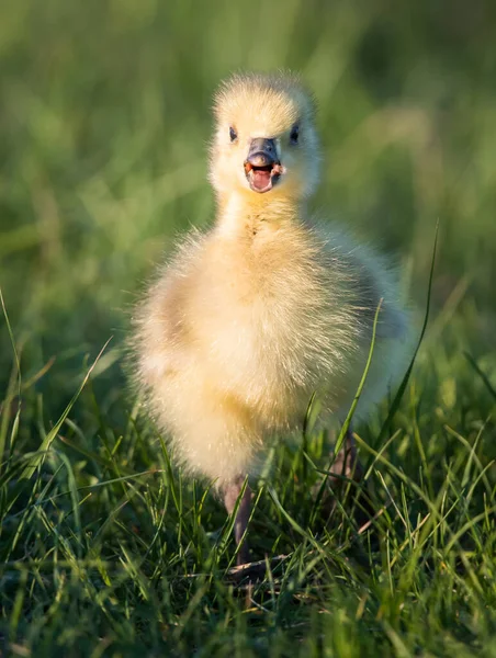 Canada Goose Famille Dans Nature — Photo