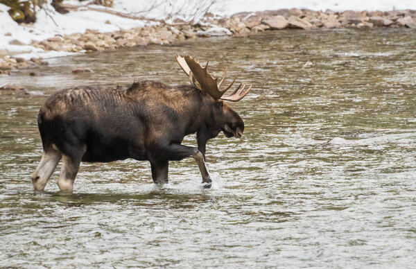 bull moose in national park, jasper, canada