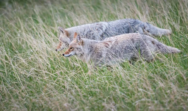 Coyote Alam Liar — Stok Foto