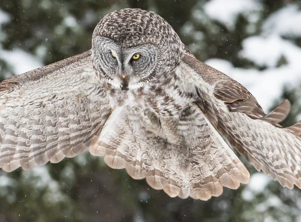 Great Grey Owl Wild Nature Alberta Canada — Stock Photo, Image