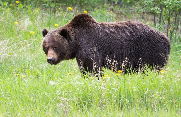 Urso Pardo Natureza — Fotografia de Stock