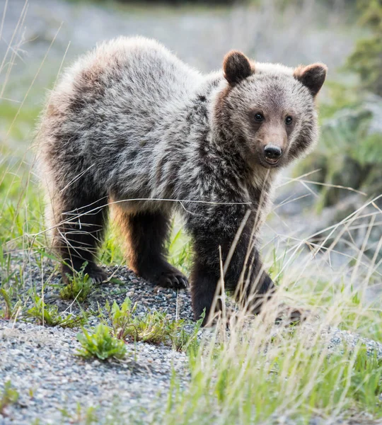 Niedźwiedzie Grizzly Dziczy — Zdjęcie stockowe
