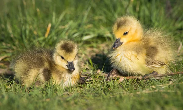 Gosling Het Wild — Stockfoto