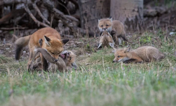 Schattige Rode Vossen Samen Gevangen Park — Stockfoto