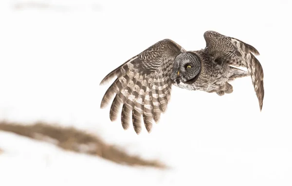 Grand Hibou Gris Dans Nature Sauvage Alberta Canada — Photo