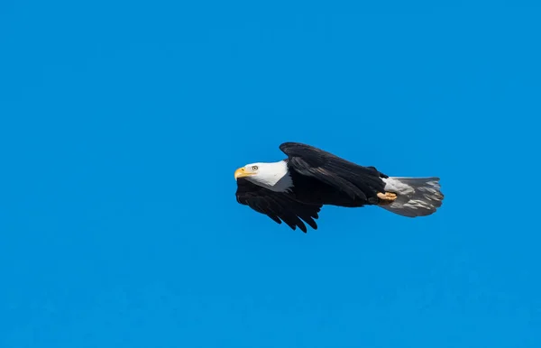 Águila Calva Naturaleza — Foto de Stock