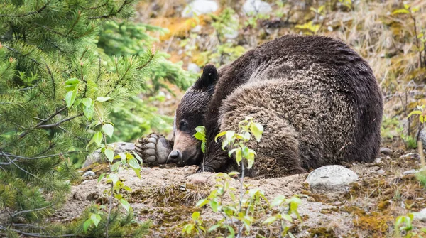 Oso Pardo Naturaleza — Foto de Stock