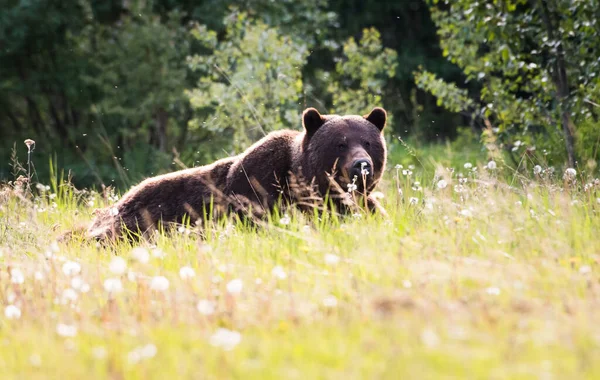 Urso Pardo Natureza — Fotografia de Stock