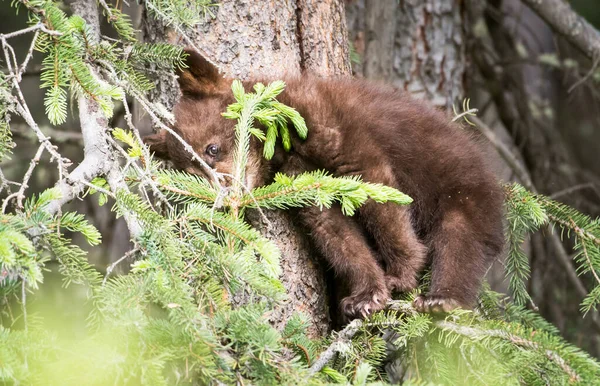 Urso Negro Natureza — Fotografia de Stock