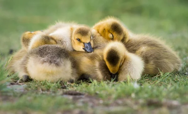 野生のカナダのガチョウの家族 — ストック写真