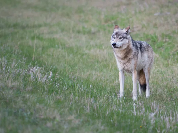 Loup Gris Dans Nature Sauvage — Photo