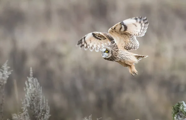 Kurzohr Eule Freier Wildbahn — Stockfoto