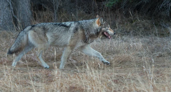 Серый Волк Дикой Природе — стоковое фото