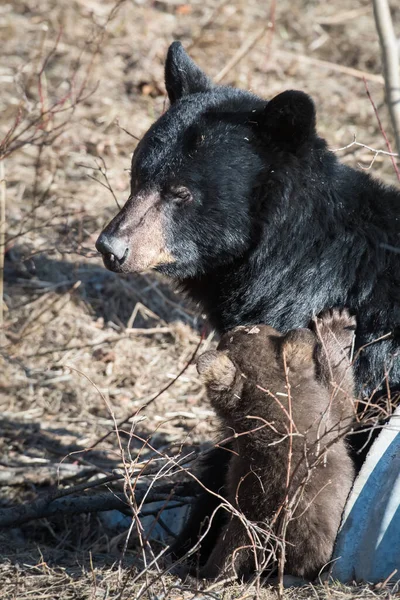 Família Urso Preto Natureza — Fotografia de Stock