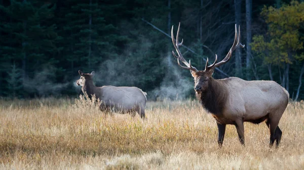 Bull Elk Tijdens Rut — Stockfoto