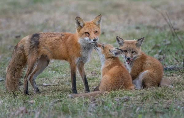 Mignon Renards Rouges Ensemble Capturés Parc — Photo