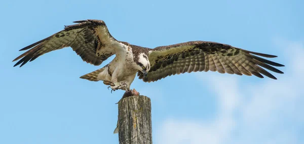 Fischadler Freier Wildbahn — Stockfoto