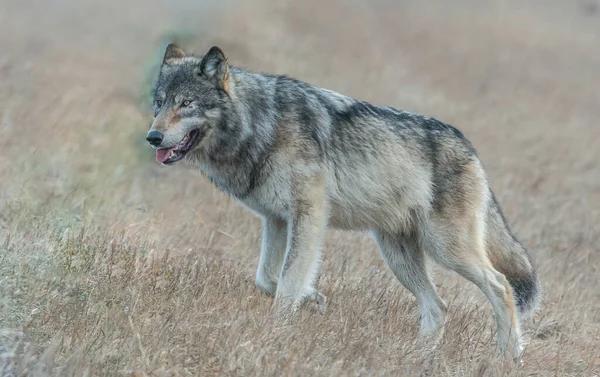 Lobo Cinzento Natureza Selvagem — Fotografia de Stock