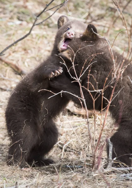 Zwarte Beer Het Wild — Stockfoto