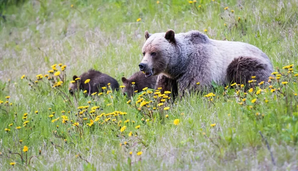 Grizzli Dans Nature — Photo