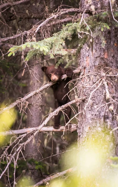 Urso Negro Natureza — Fotografia de Stock