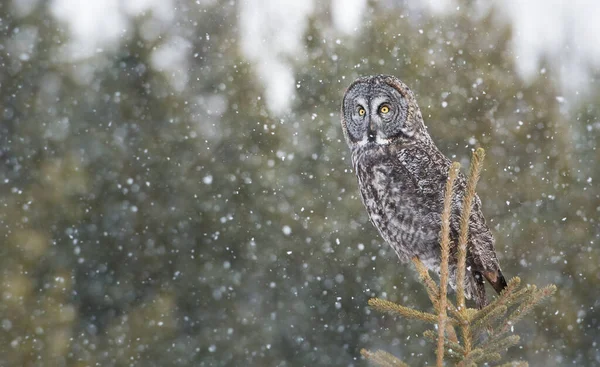 Grand Hibou Gris Dans Nature Sauvage Alberta Canada — Photo