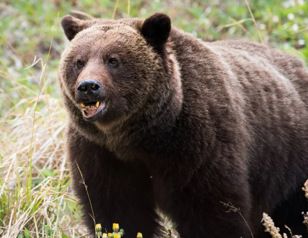 Orso Grizzly Natura — Foto Stock