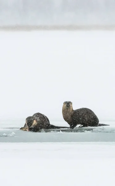 Lontre Fiume Inverno — Foto Stock