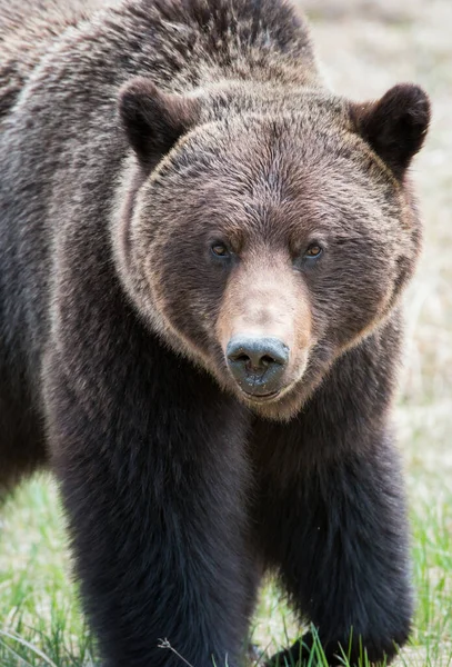 Canadian Grizzly Niedźwiedź Dzikim — Zdjęcie stockowe