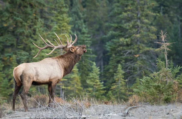 Elk Wild — Stock Photo, Image