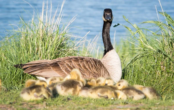 Canadá Goose Família Natureza — Fotografia de Stock