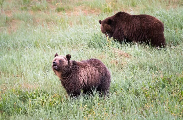 Grizzly Beer Het Wild — Stockfoto