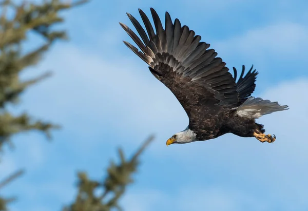 Bald Eagle Wild — Stock Photo, Image