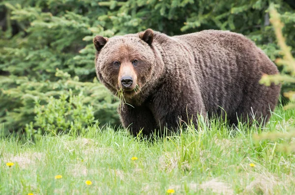 Urso Pardo Natureza — Fotografia de Stock