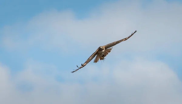 Aussichtsreicher Blick Auf Den Raubeinigen Falken Der Wilden Natur — Stockfoto