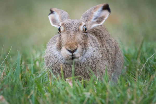 Snowshoe Hare Wild — Stock Photo, Image