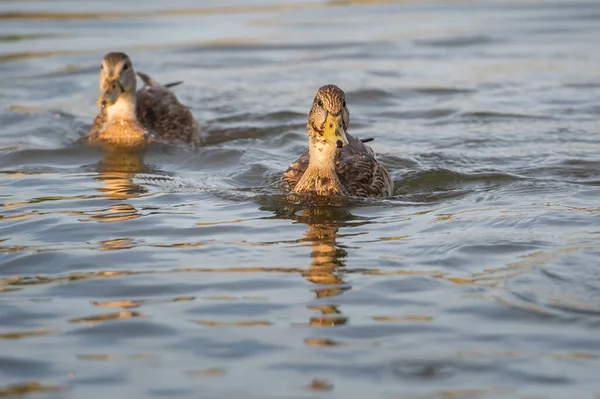 Canard Colvert Dans Nature — Photo