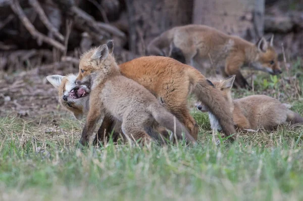 Söta Röda Rävar Tillsammans Fångade Parken — Stockfoto